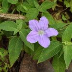 Ruellia beddomei