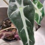 Alocasia longiloba Лист