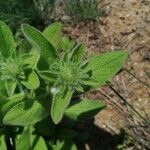 Pentanema helenioides Fiore