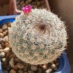 Mammillaria matudae Blüte