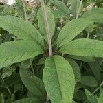 Neomirandea angularis Hoja