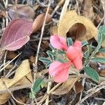 Indigofera miniata Flower