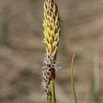 Carex ericetorum Bloem