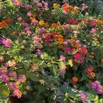 Lantana camara Flower