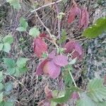 Rubus macrophyllus Blad