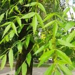 Fraxinus angustifolia Lehti