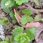 Veronica agrestis Leaf