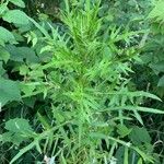 Cirsium muticum Leaf