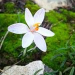 Crocus cambessedesii Квітка