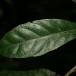 Siparuna decipiens Yaprak