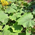 Roldana petasitis Hoja
