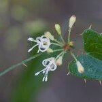 Smilax aspera Blüte