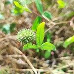 Trifolium squarrosum Květ