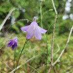 Campanula rotundifoliaFlower