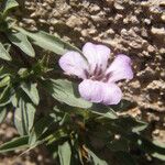 Dyschoriste schiedeana फूल