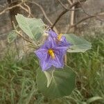 Solanum crinitum Květ