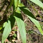 Cephalanthera longifolia 葉
