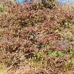 Cornus sanguinea Habit