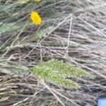 Trisetum paniceum 葉