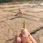 Eragrostis tenella Flower