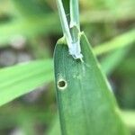 Glyceria fluitans Leaf