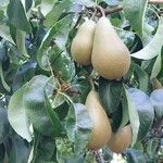 Pyrus communis Frukto