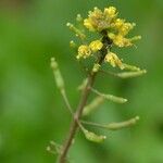 Rorippa palustris Blomma