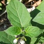 Solanum nigrum Hoja