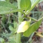 Salpichroa origanifolia Fiore