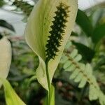 Spathiphyllum blandum Φύλλο