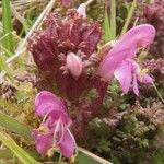 Pedicularis sylvatica Çiçek