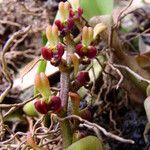 Bulbophyllum falcatum Blomma