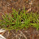 Thapsia garganica Blatt