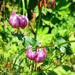 Lilium martagon Floare