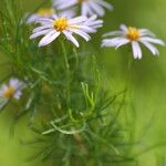 Felicia filifolia Flor
