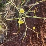 Launaea hafunensis Blüte