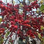 Malus × floribunda फल