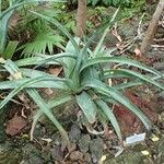 Aloe aldabrensis