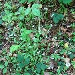 Myosotis sylvatica Libunga