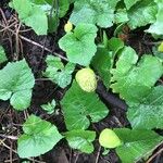 Dorstenia contrajerva Leaf