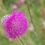 Tyrimnus leucographus Flower