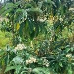 Solanum oblongifolium Celota