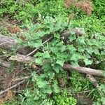 Marah fabacea Habit
