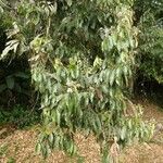 Nectandra membranacea Feuille