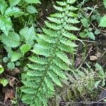 Polystichum aculeatum Feuille
