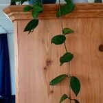 Hoya carnosa 整株植物