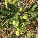 Humulus lupulusFolha