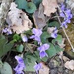 Viola odorata Flower