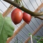 Solanum betaceum Fruit