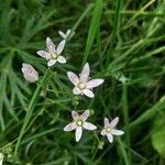 Saxifraga rotundifoliaKvet